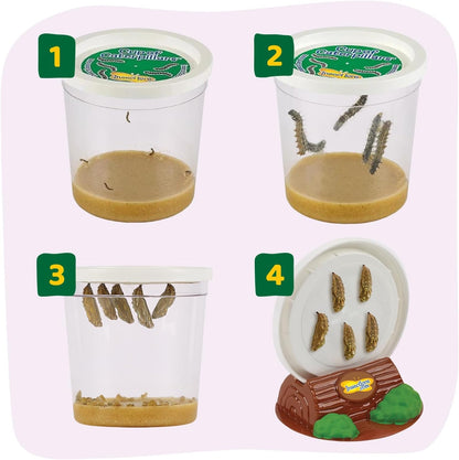 Insect Lore Raise and Release Butterfly Garden Kit