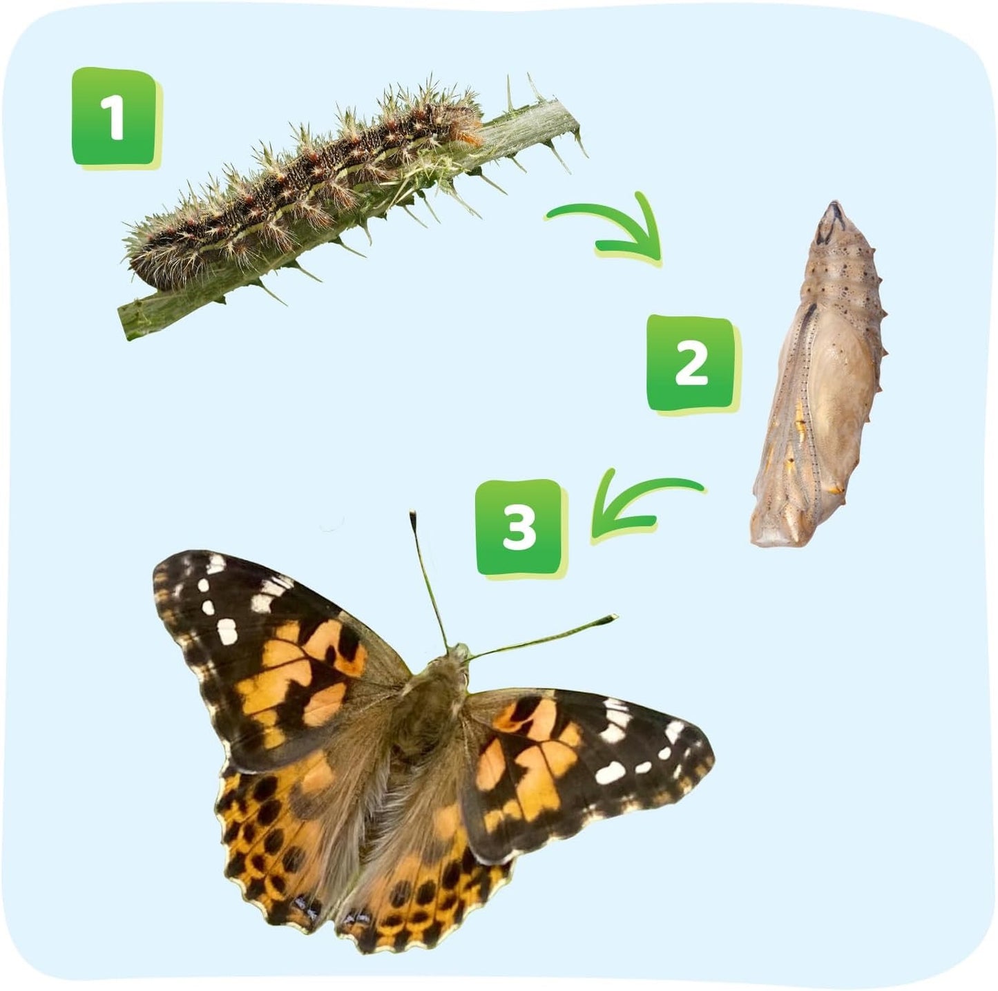 Insect Lore Raise and Release Butterfly Garden Kit