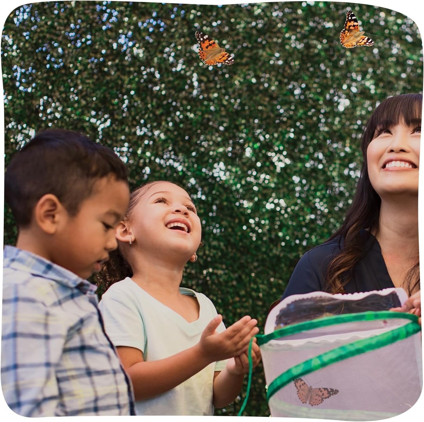 Insect Lore Raise and Release Butterfly Garden Kit